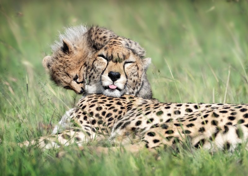Brižna gepardica pazi i mazi svoju mladunčad