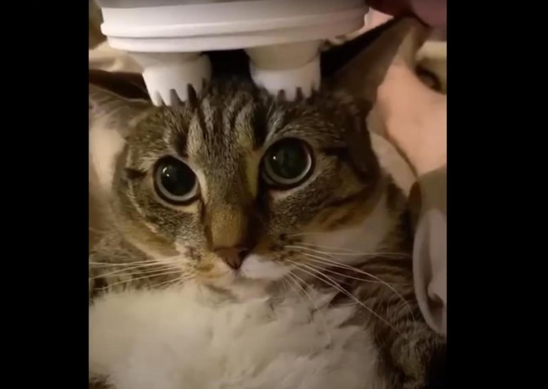 Neke mačke se ne mogu opustiti čak ni tijekom masaže