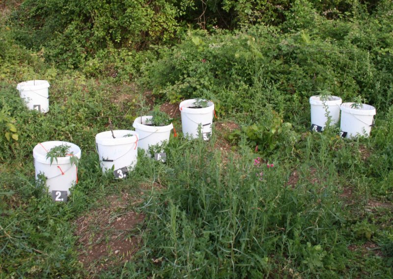 U zasjedi u Konavlima policija ulovila muškarca na plantaži marihuane