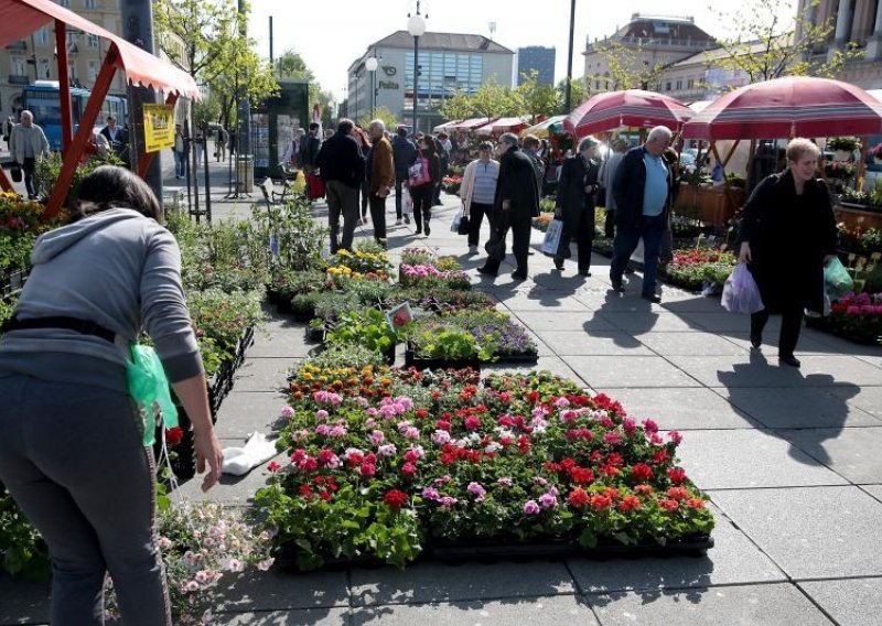 Bogat izbor povoljnih sadnica za uređenje vrta i balkona