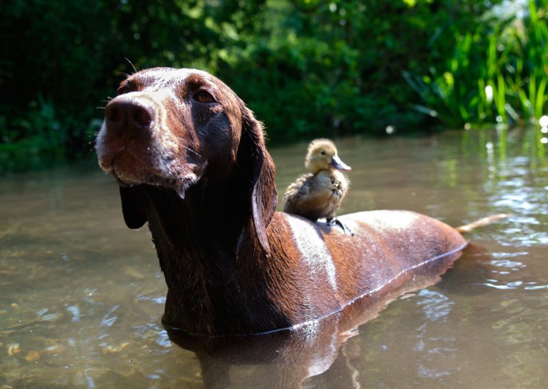 Neobično prijateljstvo psa i patkice apsolutno je neodoljivo