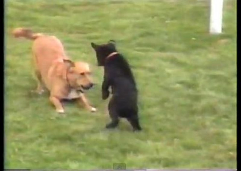 Evo kako se igraju medvjedić i pas