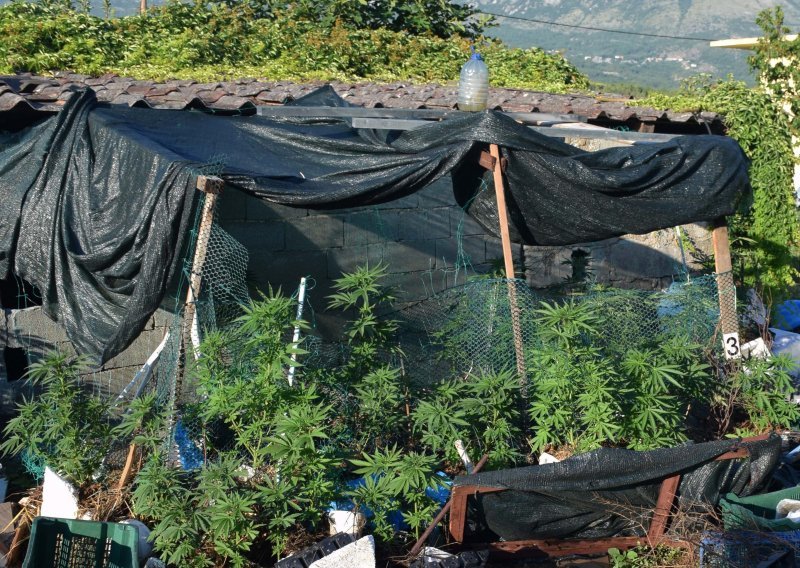 Dubrovačka policija u sedam dana ulovila 17 osoba s drogom; ističe se muškarac u Konavlima koji je oko kuće imao plantažu sa 101 stabljikom marihuane