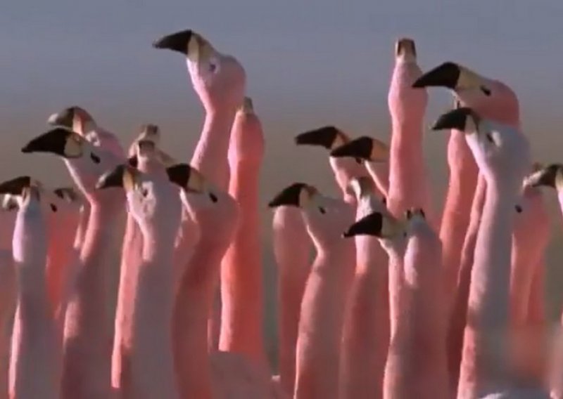 Nećete vjerovati kako ove ptice plešu