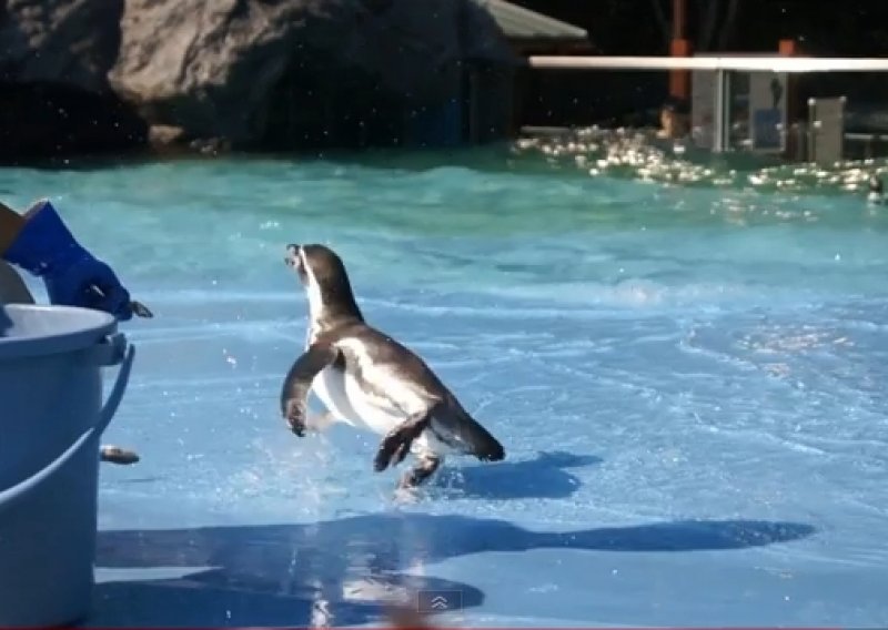 Sramežljivi pingvin pokušava pobjeći s ribom