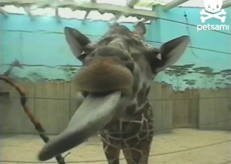 Nestašna žirafa oblizala objektiv kamere