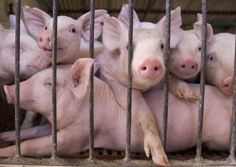 Danska diže ogradu dugu 70 kilometara na njemačkoj granici radi obrane od svinjske gripe