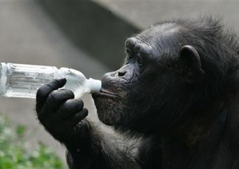 Čimpanza liječi ovisnost o alkoholu i cigaretama