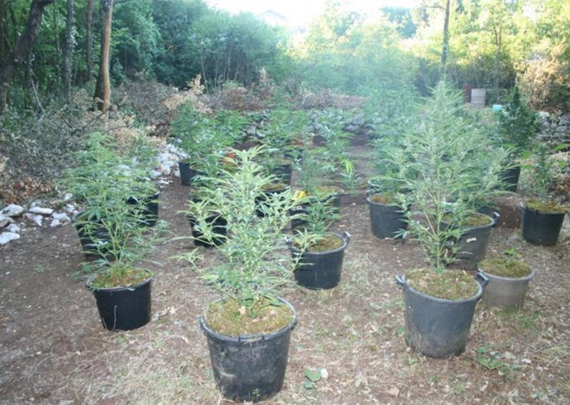 U šumarku kod Imotskog posadio 100 stabljiki marihuane