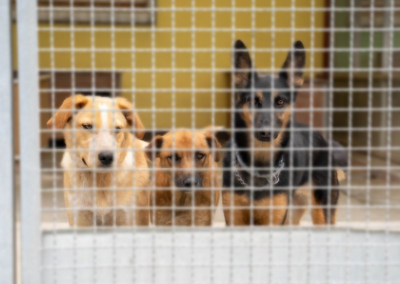 Udomljavanje pasa: upoznajte top pseće kandidate kojima je donirano 100 kg hrane