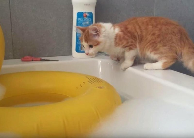 Mačiću se nimalo nije svidjelo prvo kupanje