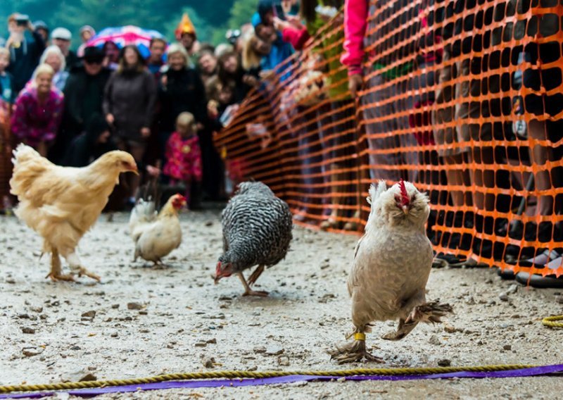 I kokoši imaju svoje svjetsko prvenstvo u trčanju!