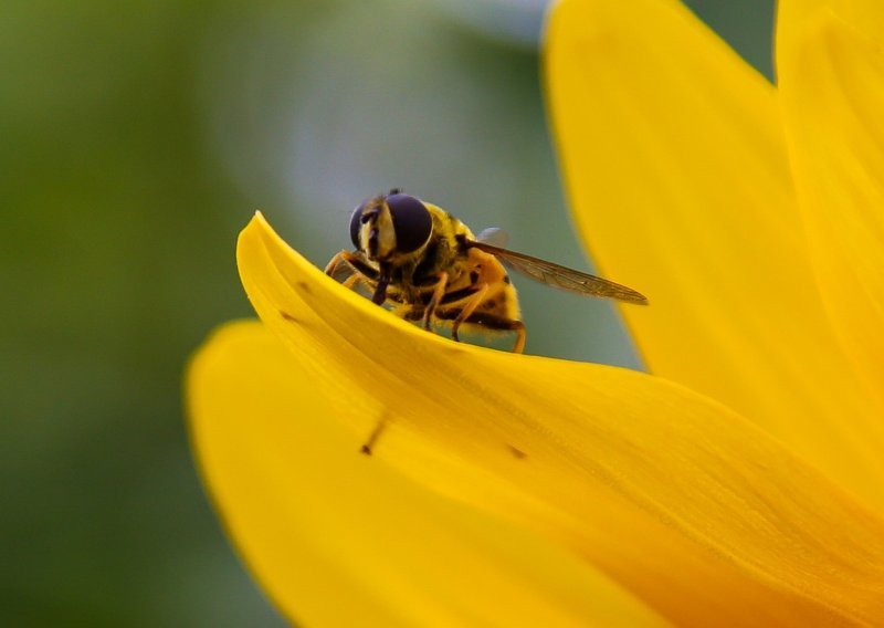 Manjak pčela već sad dovodi do nestašica hrane, upozoravaju stručnjaci