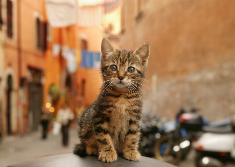 [VIDEO] Zdrav i veseo ljubimac: Evo što veterinari savjetuju svim vlasnicima mačaka