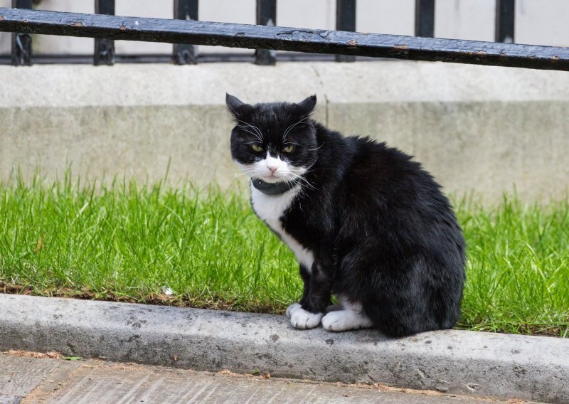 Mačak Palmerston iz britanskog ministarstva vanjskih poslova ide u mirovinu, poslao i pismo šefu