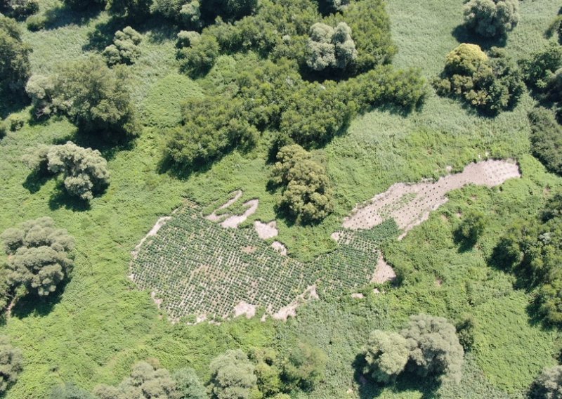 [FOTO] Helikopterom pronašli jednu od najvećih plantaža marihuane na ovom prostoru