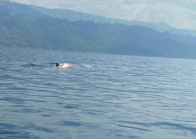 Institut Plavi svijet poziva: Pomozite nam pronaći velikog kita u Velebitskom kanalu!