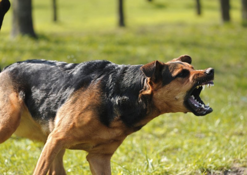 Što je u korijenu pseće agresivnosti?