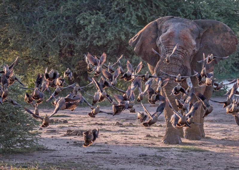 [FOTO] Pogledajte razigranog slona kako tjera ptice