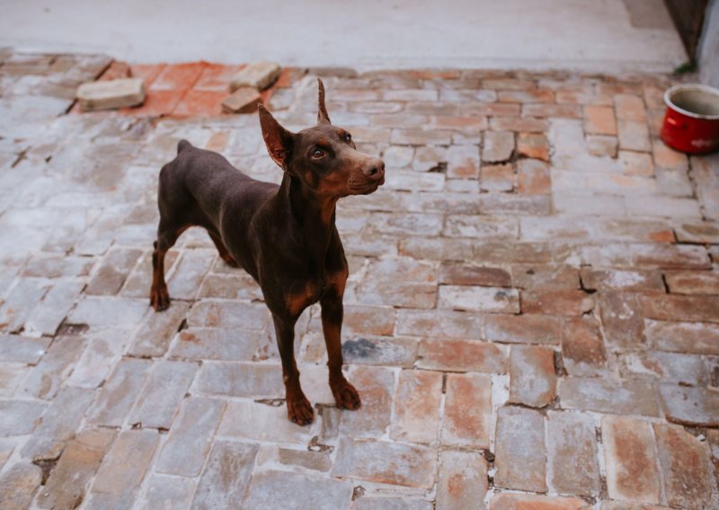 Doberman bez nadzora u Prelogu napadao slučajne prolaznike, na sreću nitko nije ozlijeđen