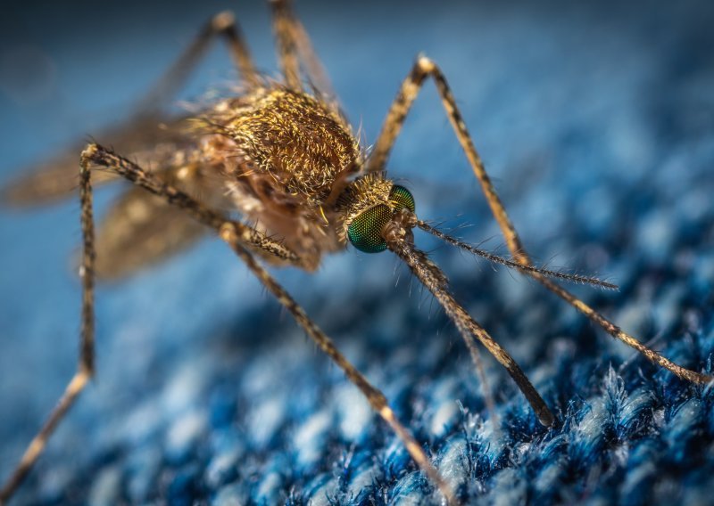 Florida u lokalni ekosustav pušta 750 milijuna genetski modificiranih komaraca