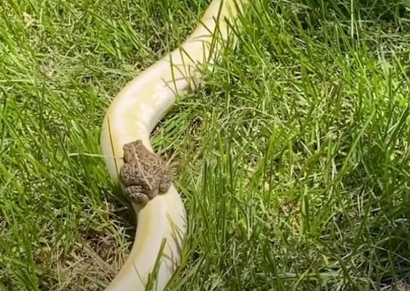 Domišljata žabica ulovila je zmiju koja ide u istom smjeru