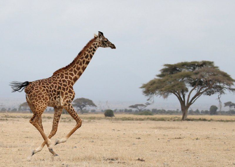 Eurozastupnici odlaze u Keniju na 'safari' vrijedan milijun eura