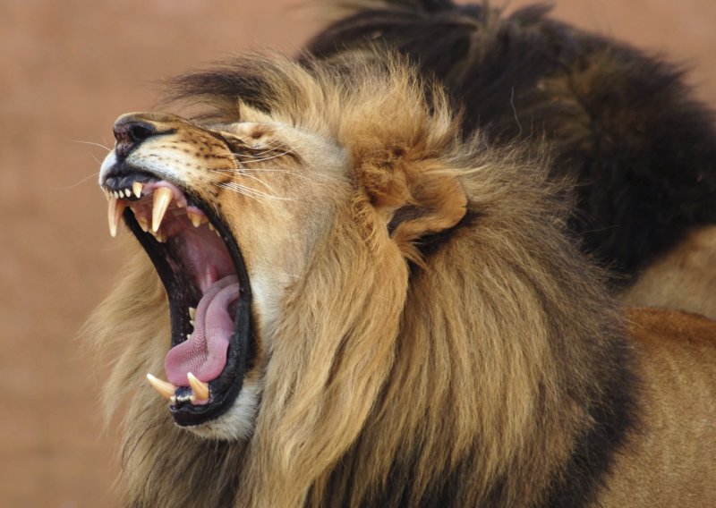 Kad će kraj svijeta i zašto lavovi riču?