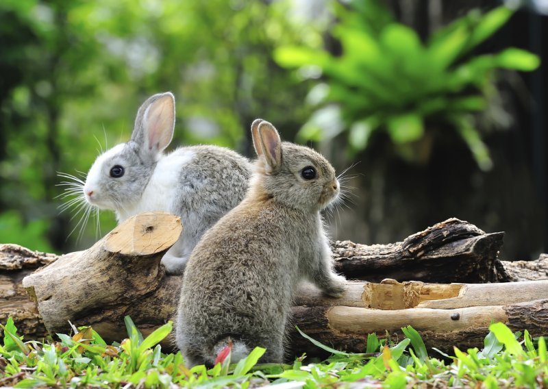 Evo zašto su zečevi neodoljivi