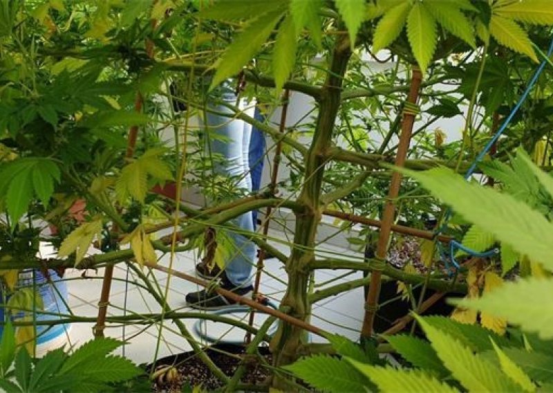 U Nuštru pronađena marihuana te laboratoriji za njezinu proizvodnju