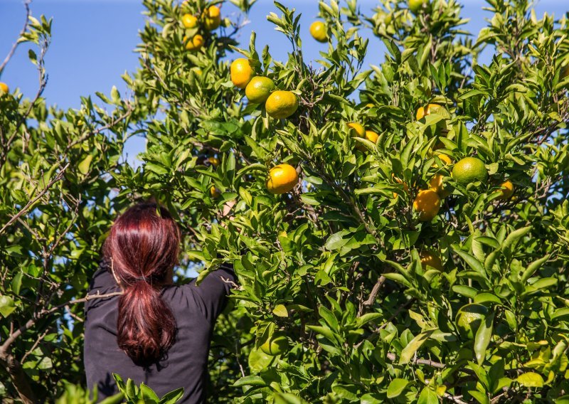 Traži radnike za berbu mandarina, dnevnica 90 kuna?! 'Ma nema ništa, Hrvati ne žele raditi, samo se žale'