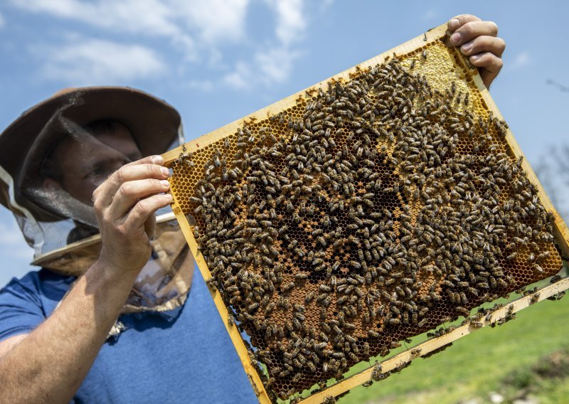 Hercegovački pčelari proizvodit će pčelinji otrov za liječenje karcinoma dojke