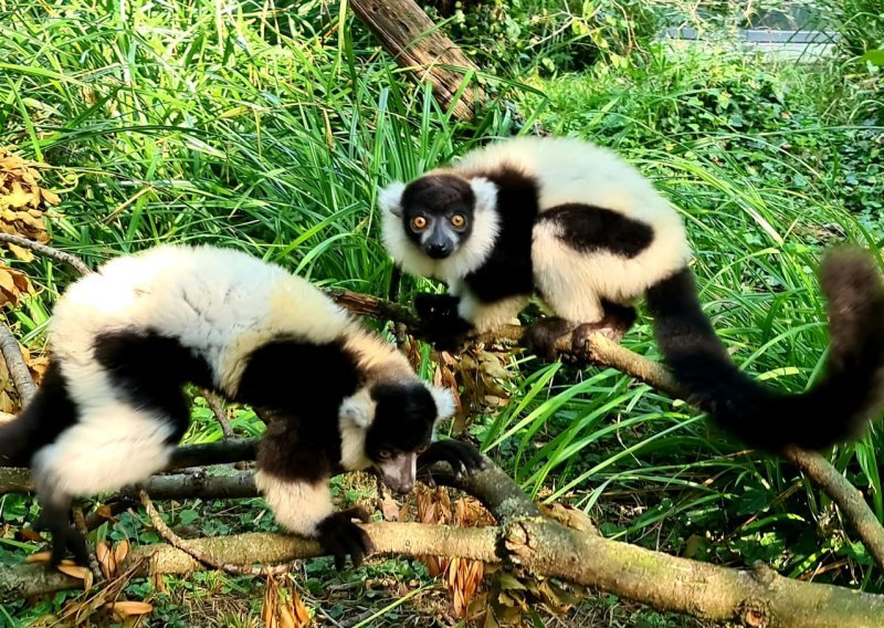 [FOTO] Čupavouhi lemuri u Zoološkom vrtu grada Zagreba dobili prinovu