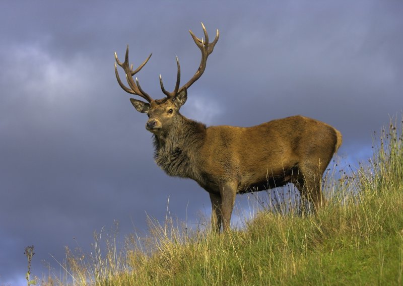 Djedica (91) u tikveškom lovištu ubio  zlatnog jelena