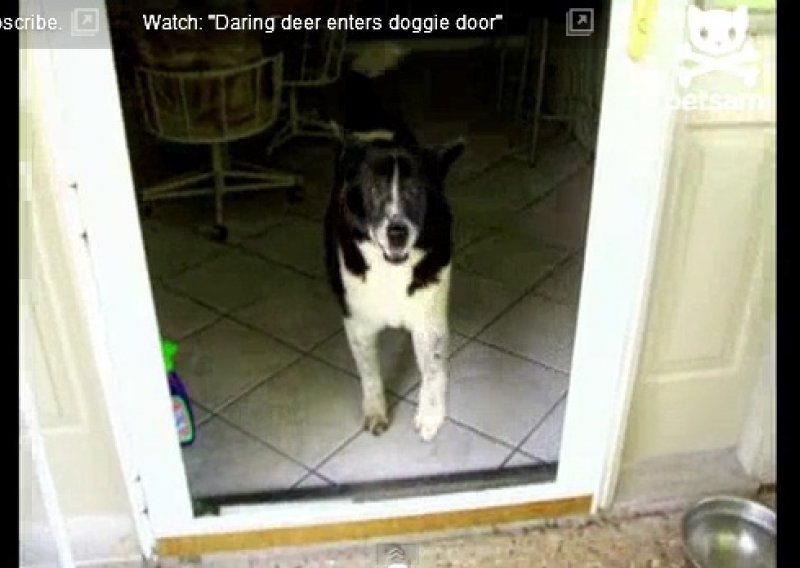 Zbunjeni pas u borbi s nevidljivim vratima
