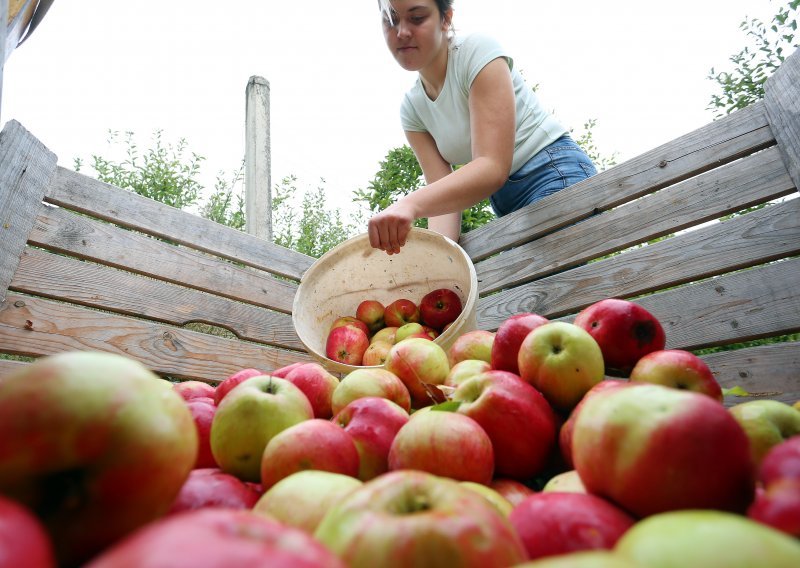 Hrvatska ove godine proizvela oko 55.000 tona jabuke, no tržište je već narušeno jeftinim uvozom
