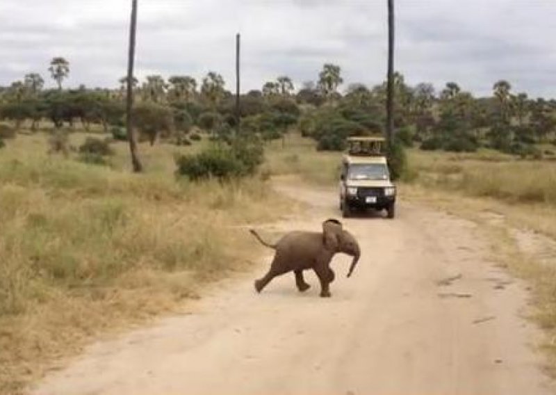 Zašto je slatki slonić pretrčao cestu?