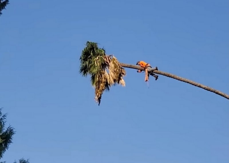 Ako mislite da je lako obrezivati stabla, morate vidjeti ovog junaka kako šiša palmu