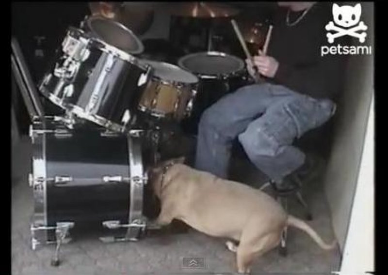 Talentirani pas bubnjao s vlasnikom