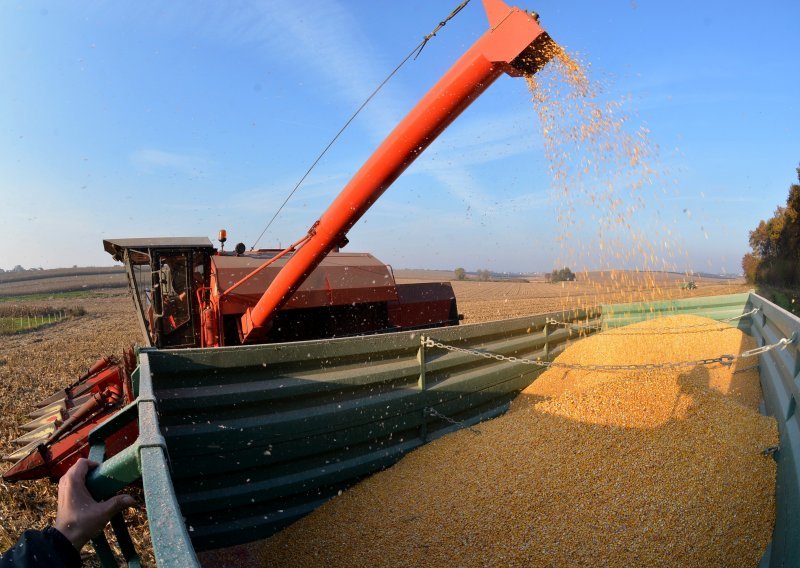 Proizvodnja kukuruza u Hrvatskoj povećana jedan posto, prinos po hektaru devet tona
