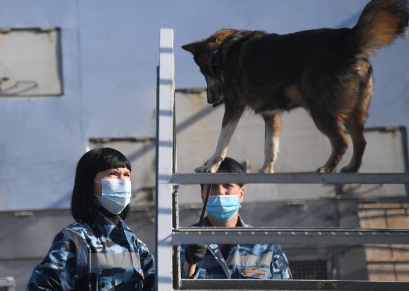 Rusi obučavaju pse šalajke za otkrivanje zaraženih koronavirusom