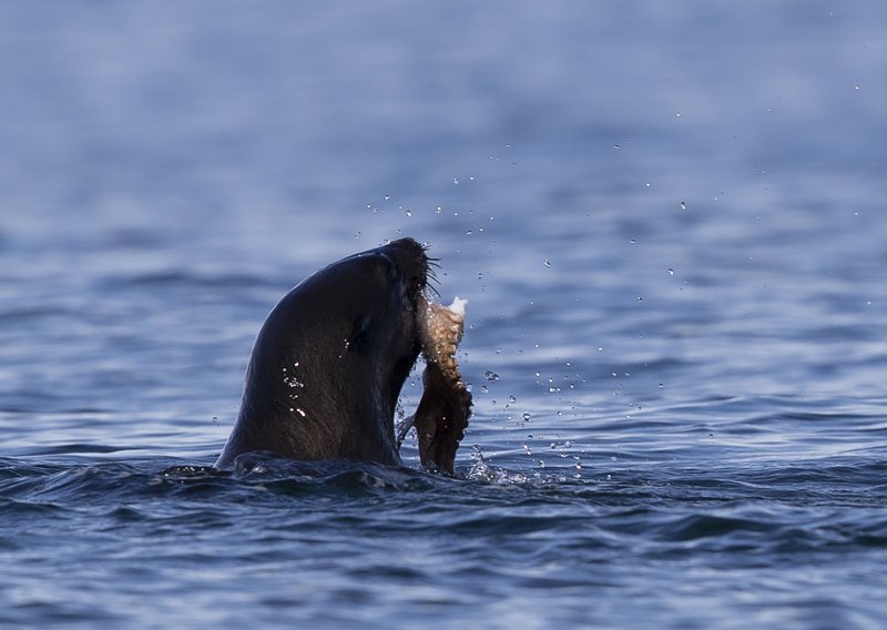 Na Kamčatki zbog 'ekološke katastrofe' pomor morskih životinja
