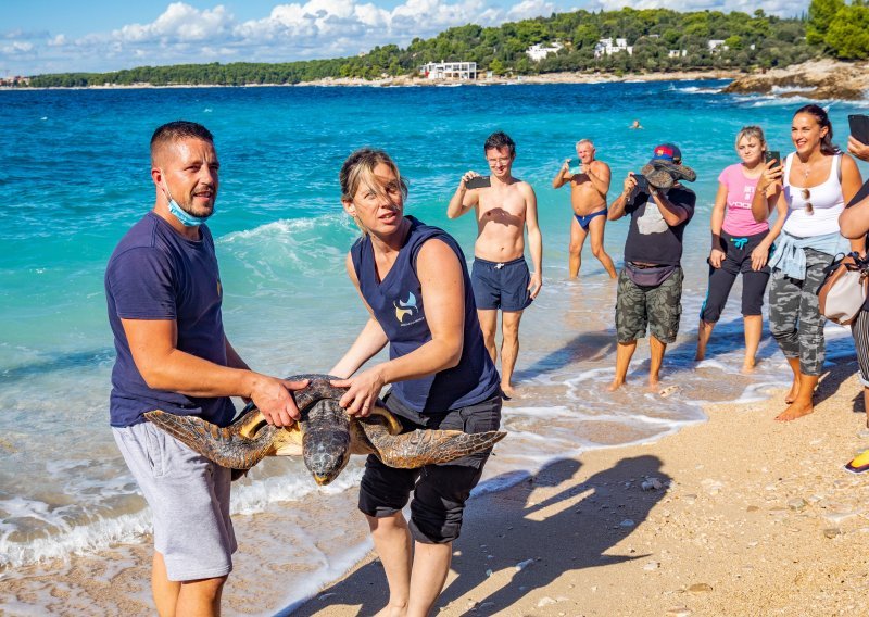 [FOTO/VIDEO] U more vraćene četiri oporavljene morske kornjače