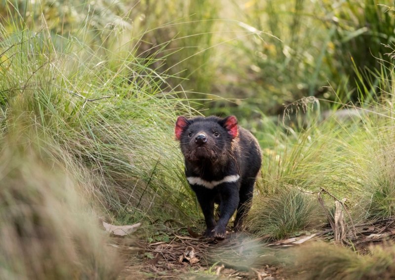 Tasmanski vrag vraćen u australsku divljinu 3000 godina nakon što su ti 'žestoki' tobolčari ondje istrebljeni