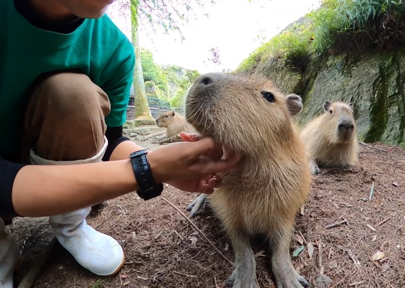 Kapibare toliko vole češkanje da pristojno čekaju svoj red u japanskom ZOO-u