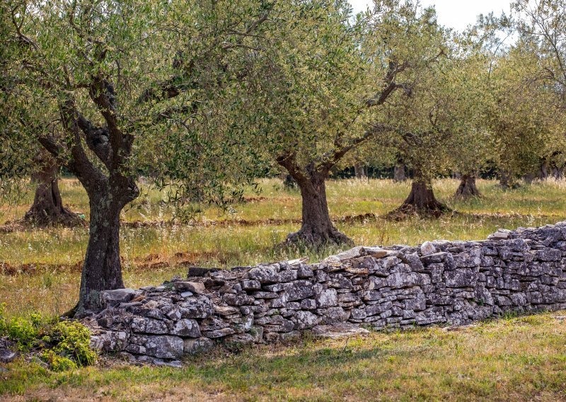 Istra ponovno najbolja svjetska regija za ekstra djevičansko maslinovo ulje