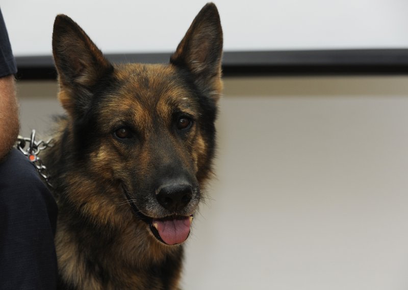 Kolumbijska mafija ucijenila glavu policijskog psa na 70.000 dolara