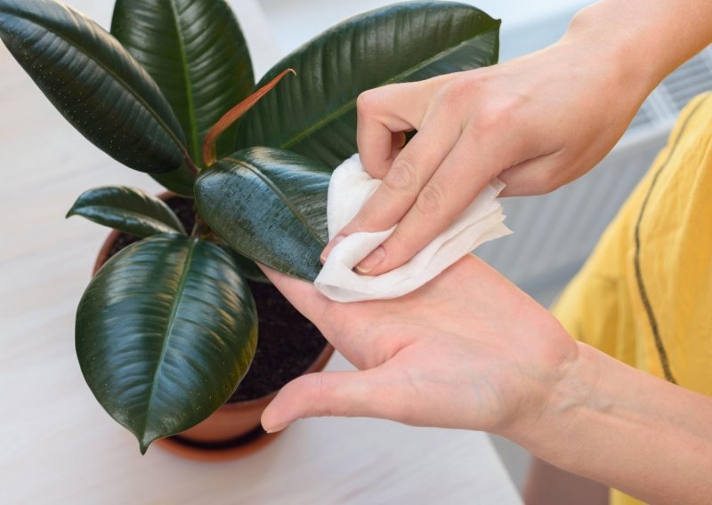 Kako pravilno brinuti o fikusu gumijevcu – sobnoj biljki koja će uljepšati svaki dom