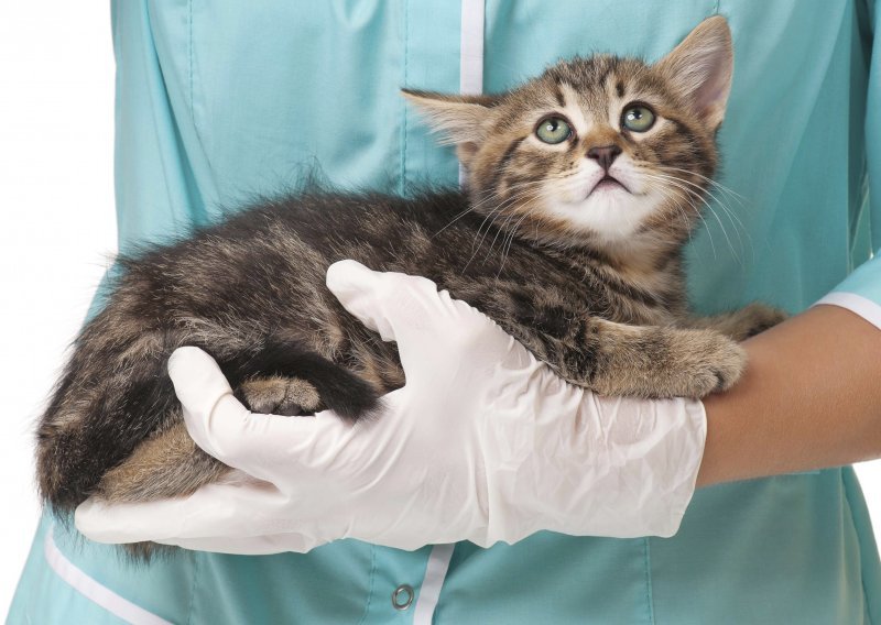 Kako spriječiti zatajenje bubrega kod mačaka?