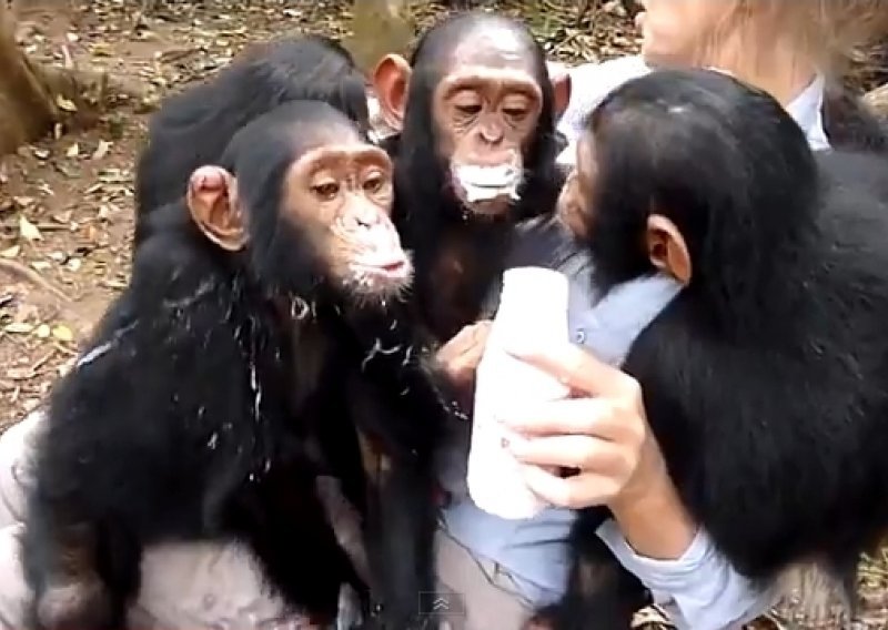 Čimpanze se rashladile jogurtom